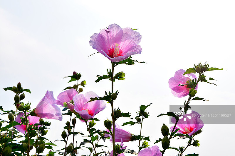 中国韩国堤川市木槿花特写镜头图片素材