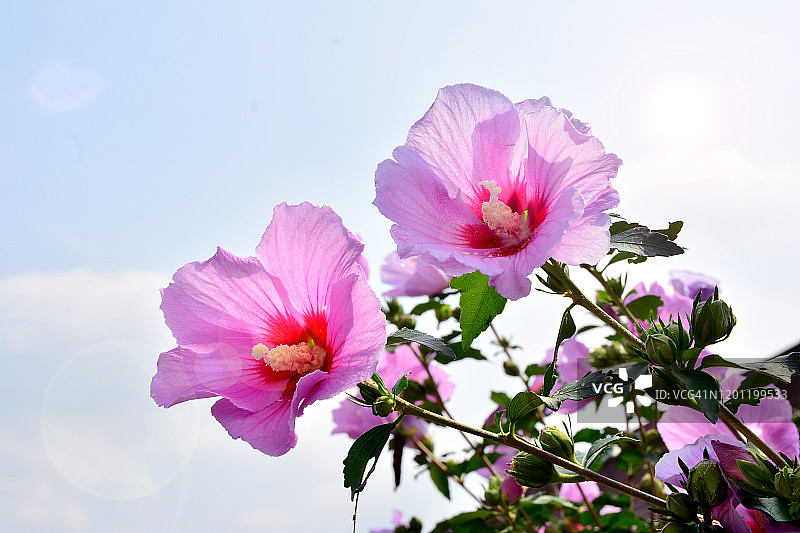 中国韩国堤川市木槿花特写镜头图片素材