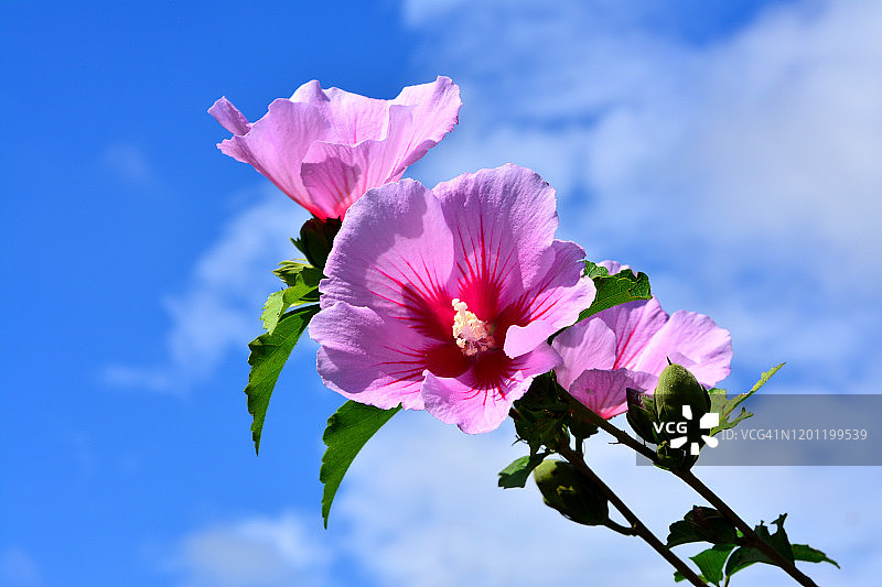 中国韩国堤川市木槿花特写镜头图片素材