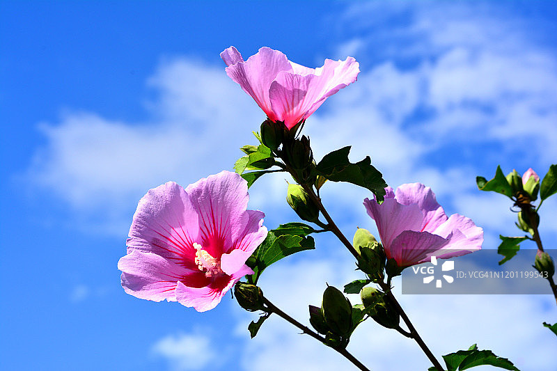 中国韩国堤川市木槿花特写镜头图片素材