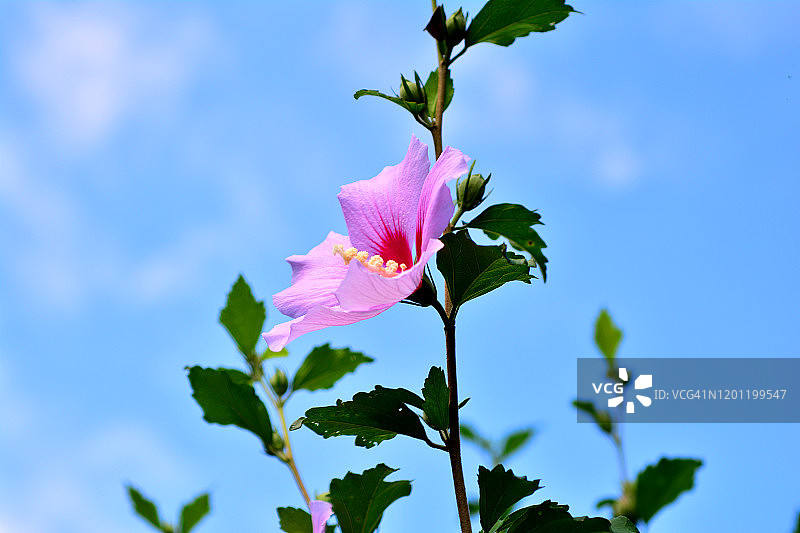 中国韩国堤川市木槿花特写镜头图片素材
