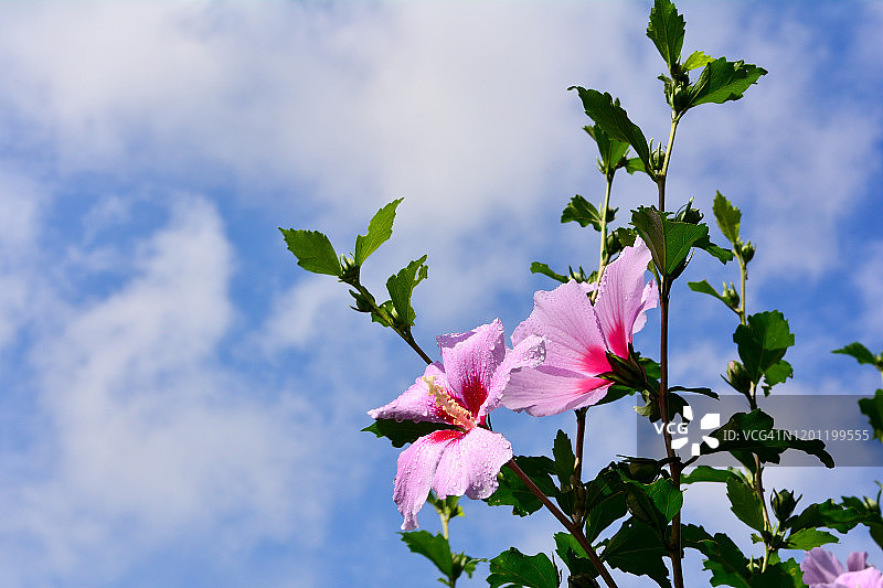 中国韩国堤川市木槿花特写镜头图片素材