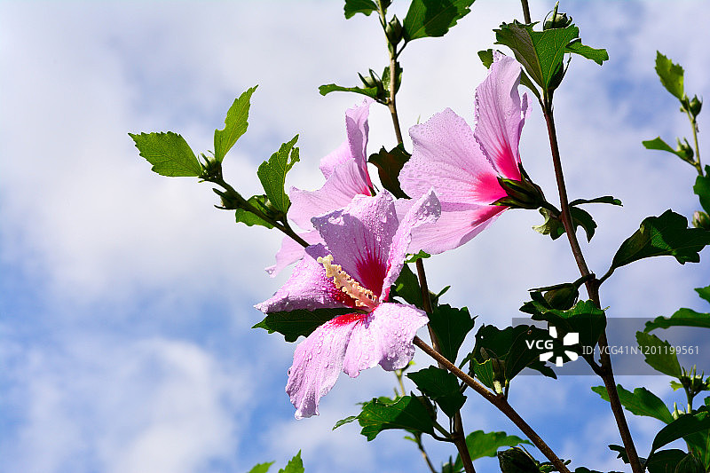 中国韩国堤川市木槿花特写镜头图片素材