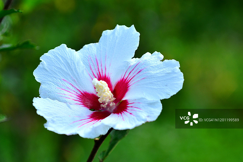中国韩国堤川市木槿花特写镜头图片素材