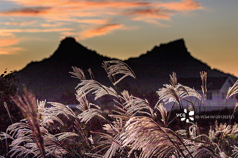 济州岛沙溪里村的日落景色，伴有锯齿草图片素材