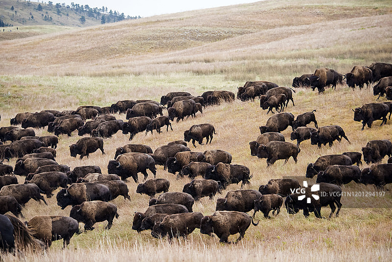 平原野牛图片素材