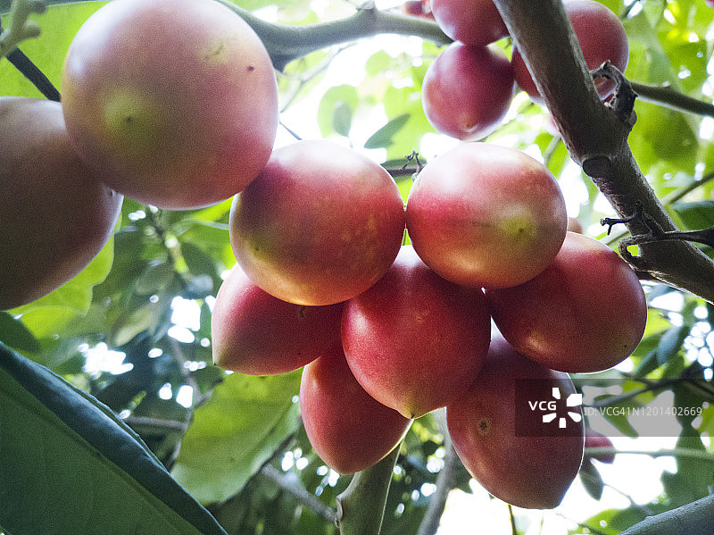 树上的罗望果图片素材