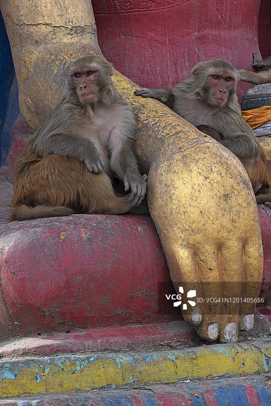 加德满都斯瓦扬布纳特寺的猴子图片素材