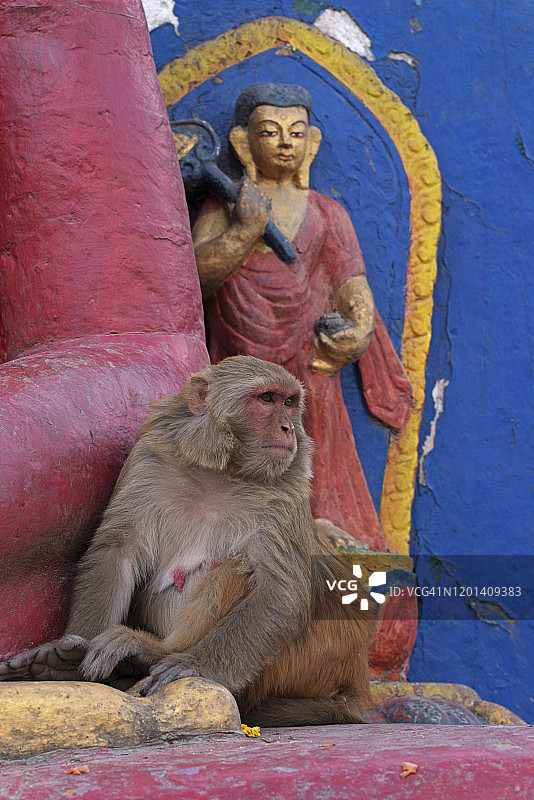 加德满都斯瓦扬布纳特寺的猴子图片素材