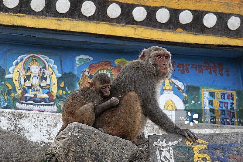 在加德满都斯瓦扬布纳特寺的猴子图片素材