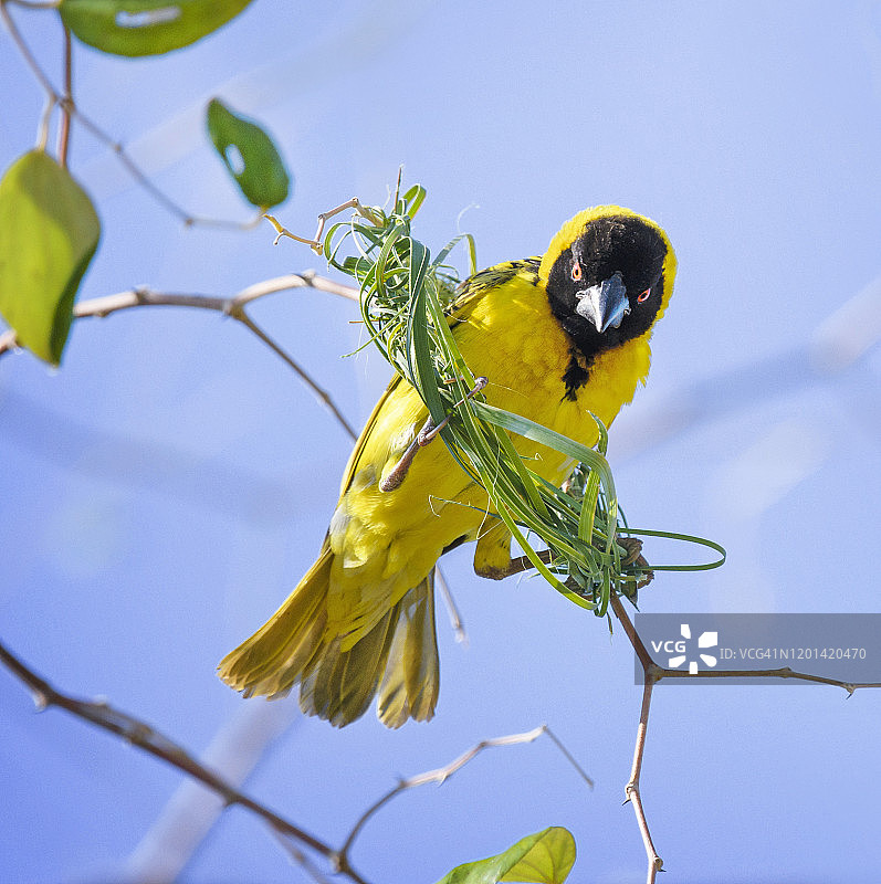可爱的南方织布鸟在卡里巴湖筑巢的特写图片素材