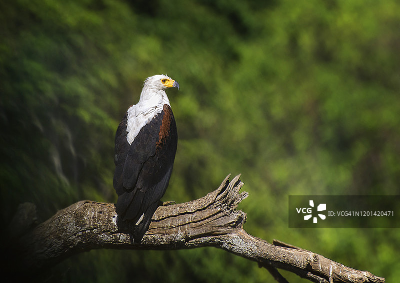 津巴布韦马纳潭鱼鹰肖像图片素材