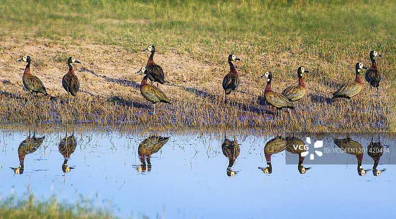 马图萨多纳国家公园白脸哨鸭与倒影全景图片素材