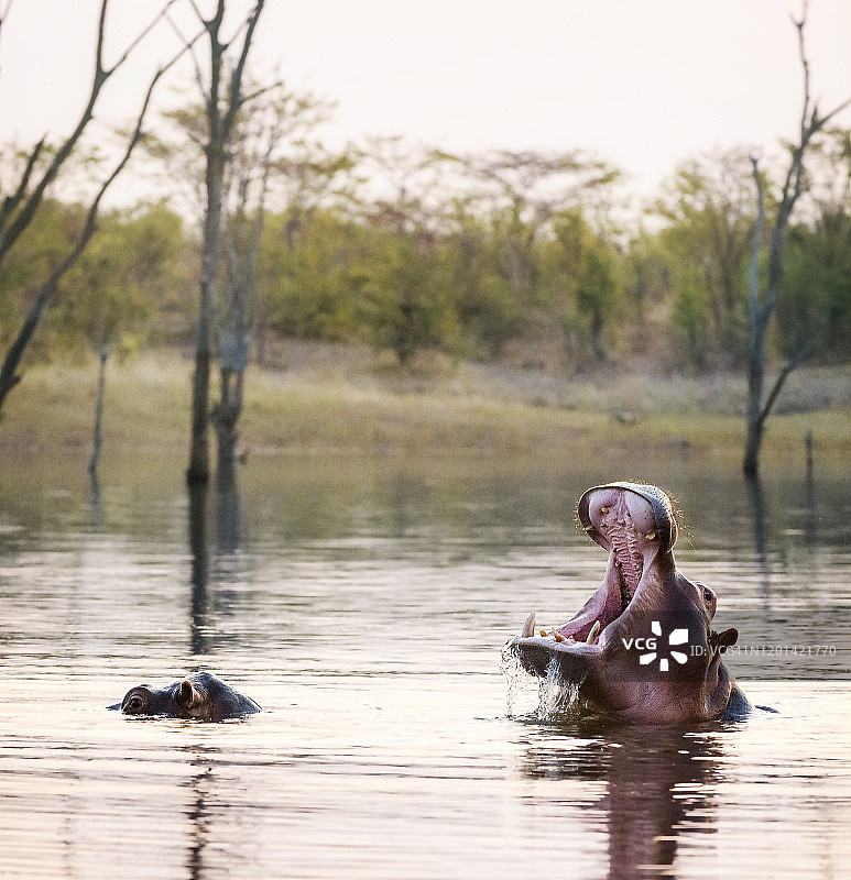卡里巴湖，马图萨多纳国家公园日落时张开嘴的河马图片素材