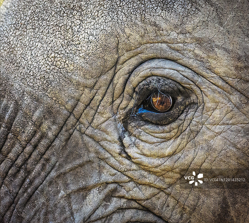 津巴布韦马纳潭国家公园大象眼睛特写图片素材