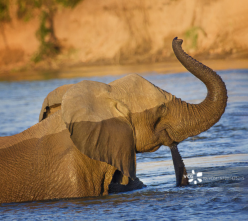 津巴布韦马纳潭国家公园里有趣的大象鼻子图片素材