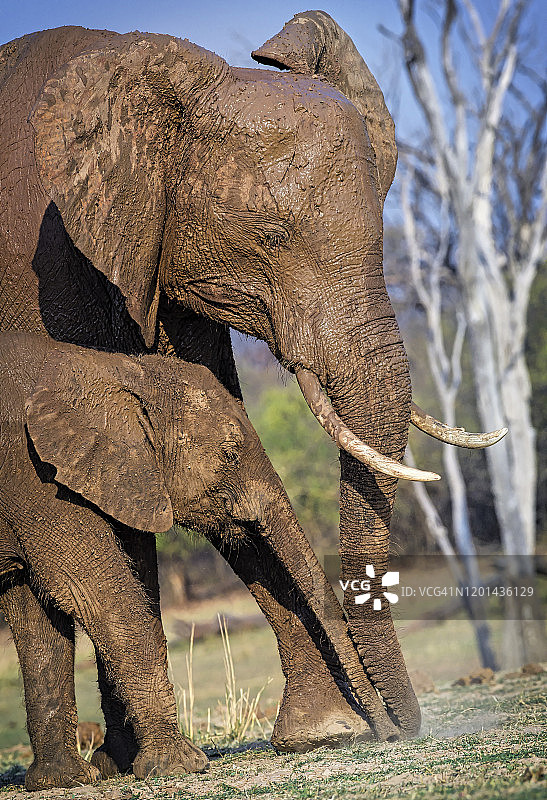 津巴布韦马图萨多纳国家公园的母象和小象（竖版）图片素材