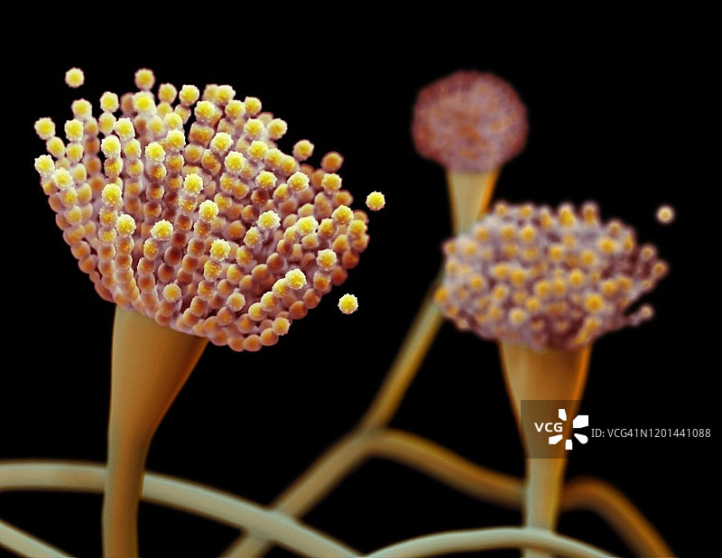 曲霉菌的分生孢子梗，图示图片素材