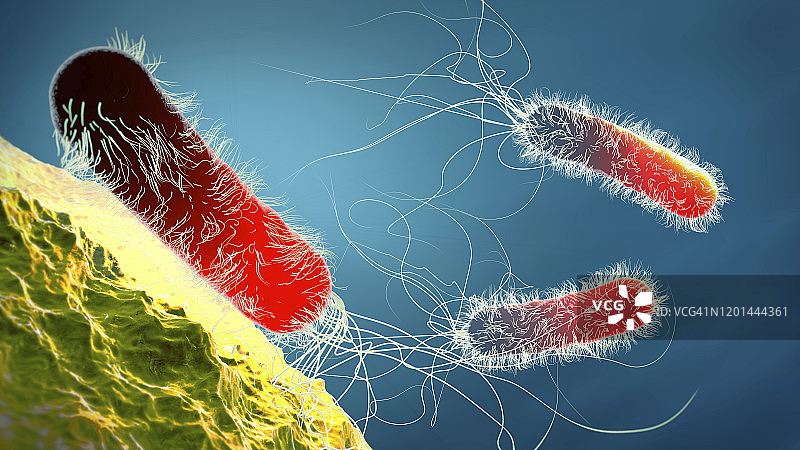 铜绿假单胞菌细菌，图示图片素材