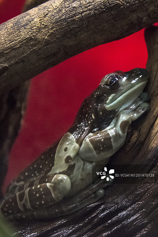 亚马逊牛奶蛙图片素材