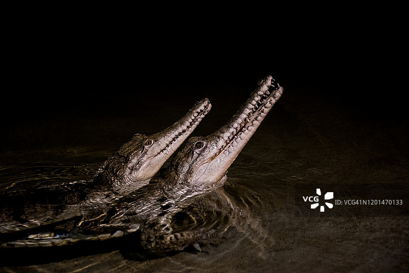 约翰斯顿鳄鱼图片素材