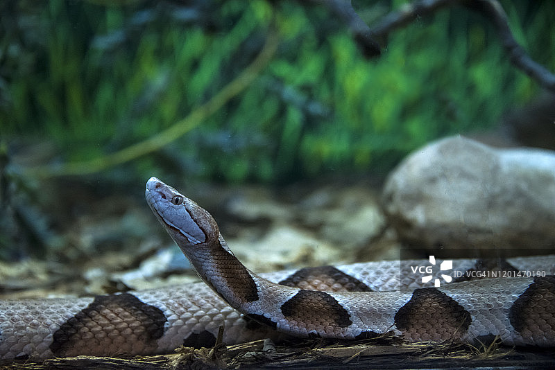 铜斑蛇图片素材