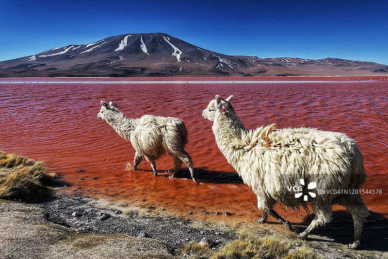 玻利维亚科罗拉达湖中的美洲驼图片素材