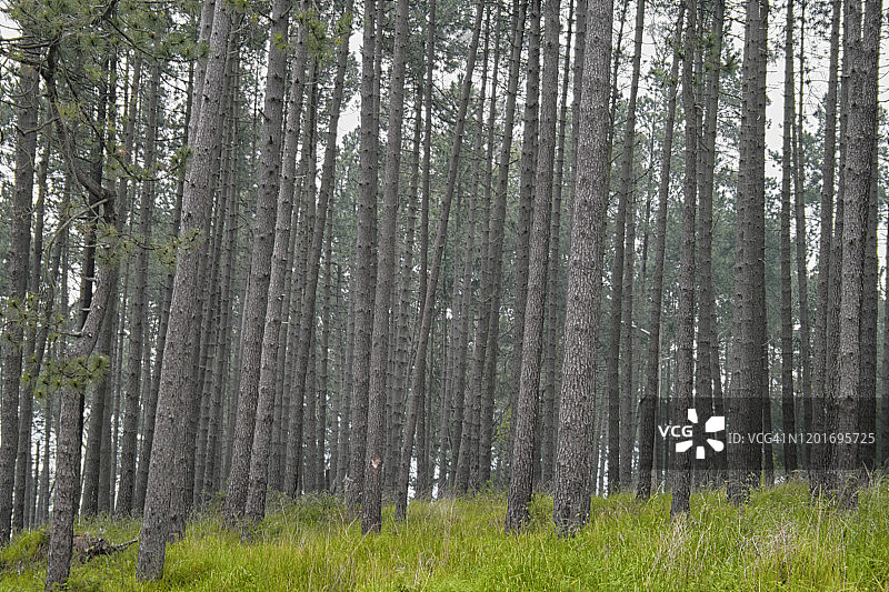 松树森林图片素材