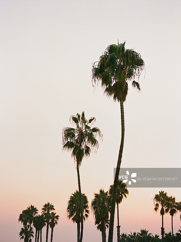 日落时分美丽天空下的树木图片素材