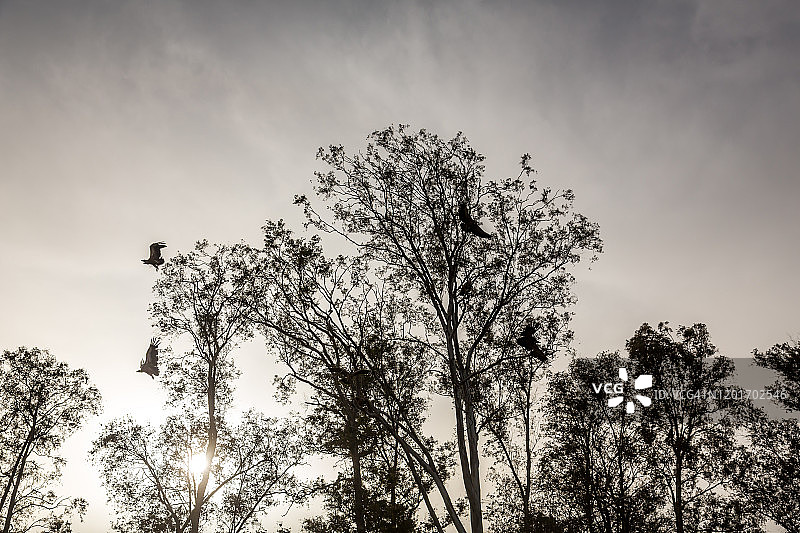 桉树上的兀鹫图片素材