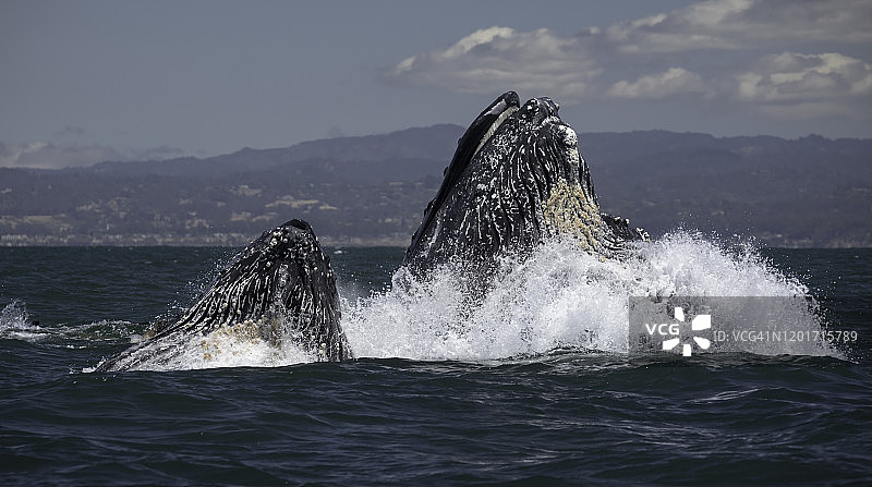 座头鲸突进式捕食图片素材