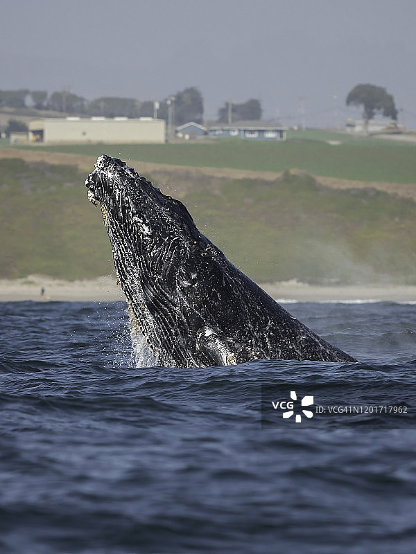 座头鲸图片素材