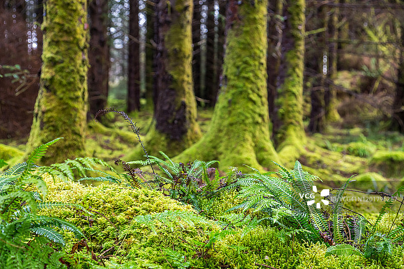 古老森林中的苔藓和蕨类植物图片素材