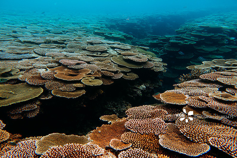 日本冲绳的原始桌面珊瑚礁图片素材
