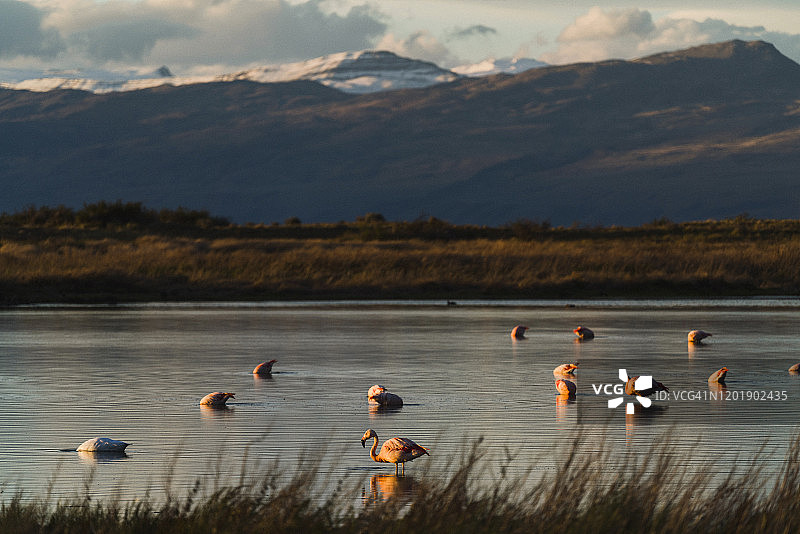 阿根廷巴塔哥尼亚的火烈鸟图片素材