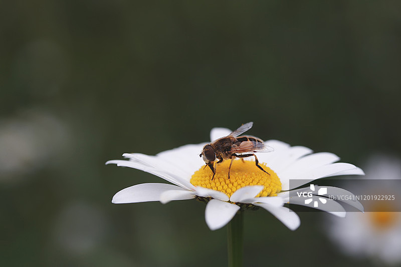 昆虫给花朵授粉图片素材
