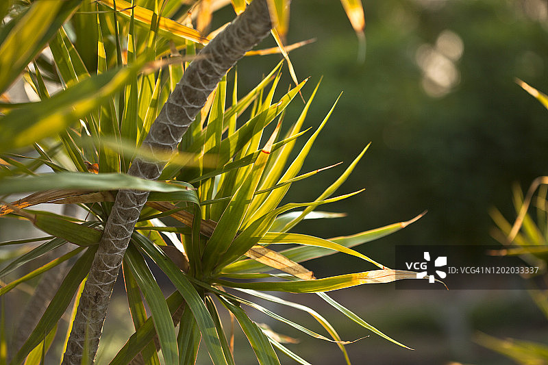 龙血树图片素材