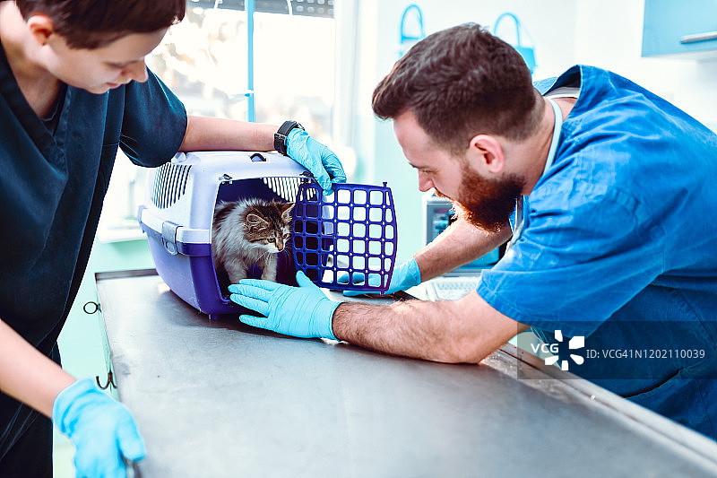 在兽医诊所从笼子里出来的一只害羞的猫图片素材