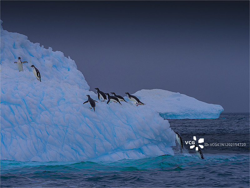 阿德利企鹅聚集在南极半岛 Brown bluff 崎岖壮丽的海岸线上的冰山上图片素材