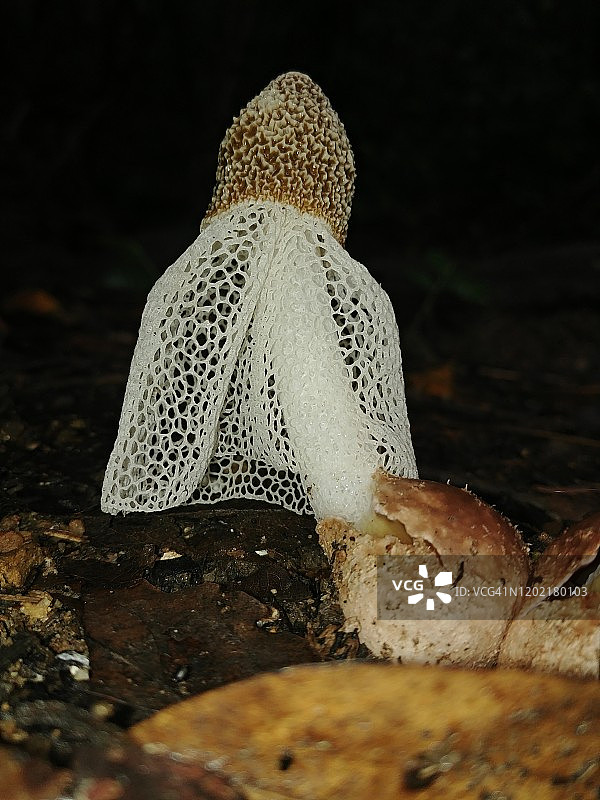 澳洲鬼笔菌图片素材