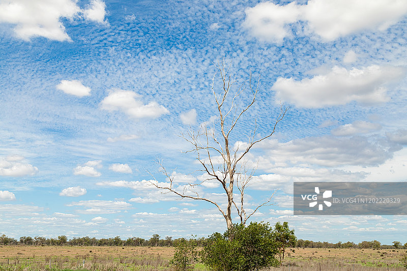 乡村光秃的树，蓝天与纹理云彩图片素材