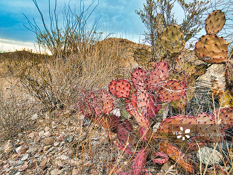 西德克萨斯州的沙漠仙人掌景观图片素材