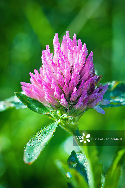 模糊绿色背景上的粉色三叶草（红车轴草）图片素材