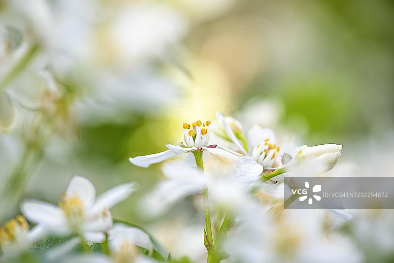 三叶委陵菜白色花朵特写，又称墨西哥橘子花图片素材