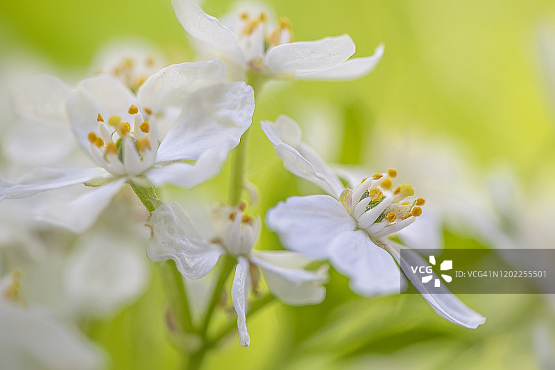 三叶委陵菜白色花朵特写，又称墨西哥橘子花图片素材