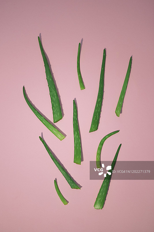 库拉索芦荟图片素材