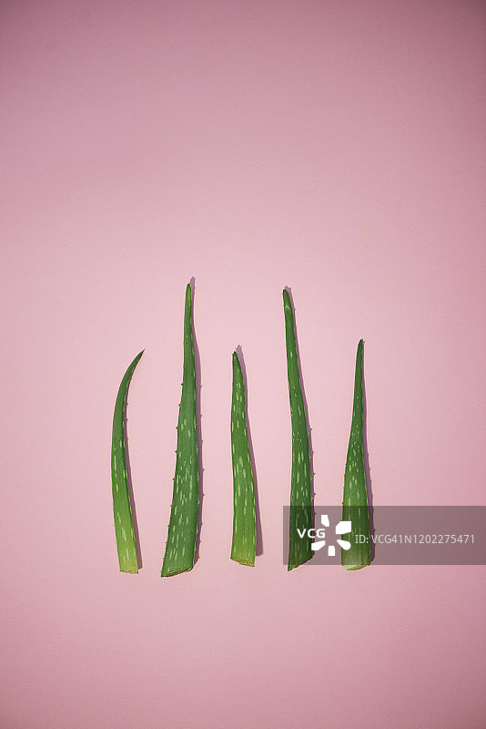 库拉索芦荟图片素材