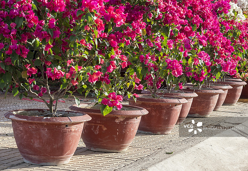 盆栽三角梅图片素材