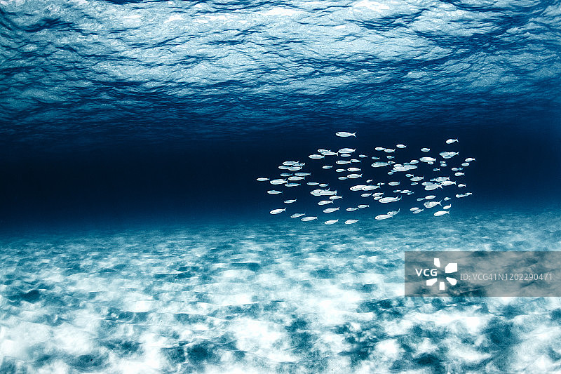 加那利群岛海滩清澈海水中的鱼图片素材