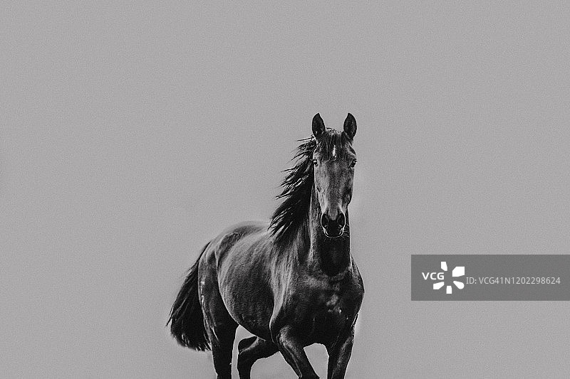 运动中飞扬的马鬃黑白照图片素材